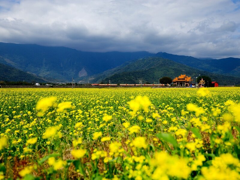 Yellow Flower Field — Serene, Spring, Photograph, Mountains, Train