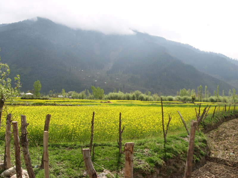 Yellow Flower Field — Serene, Spring, Photograph, Mountains, Trees, Fence