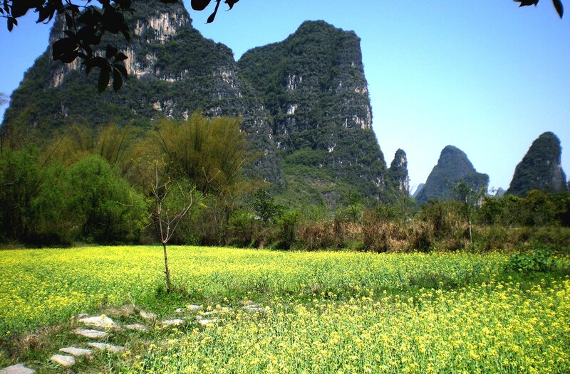 Yellow Flower Field — Serene, Spring, Photograph, Mountains, Trees