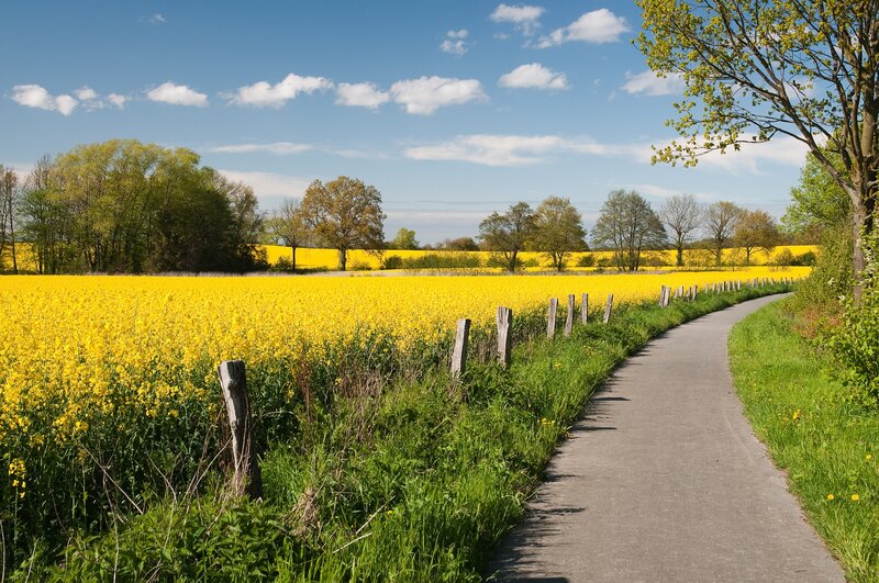 Yellow Flower Field — Serene, Spring, Photograph, Path