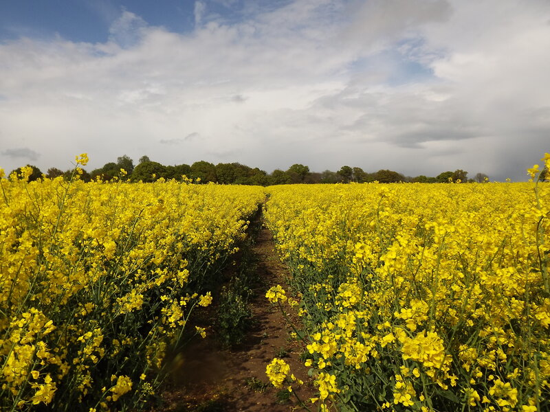 Yellow Flower Field — Serene, Spring, Photograph, Path, Trees
