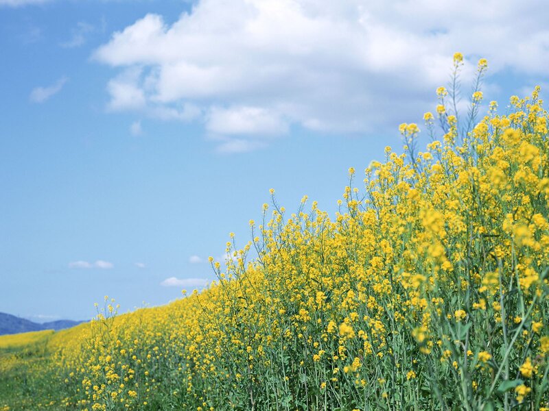 Yellow Flower Field — Serene, Spring, Photograph, Sky, Clouds