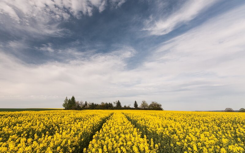 Yellow Flower Field — Serene, Spring, Photograph, Sky