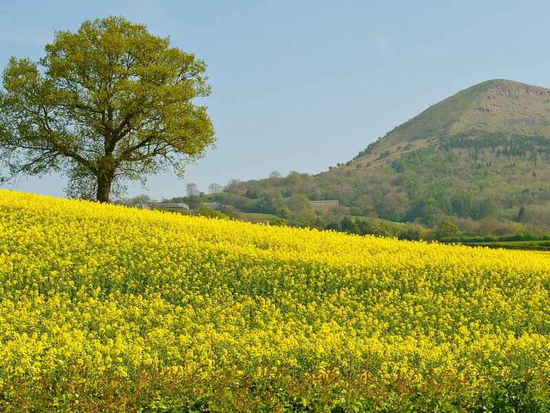 Yellow Flower Field — Serene, Spring, Photograph