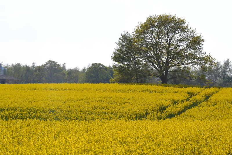 Yellow Flower Field — Serene, Spring, Photograph, Tree, Sky