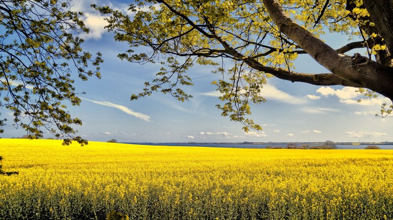 Yellow Flower Field — Serene, Spring, Photograph, Tree, Sky, Water