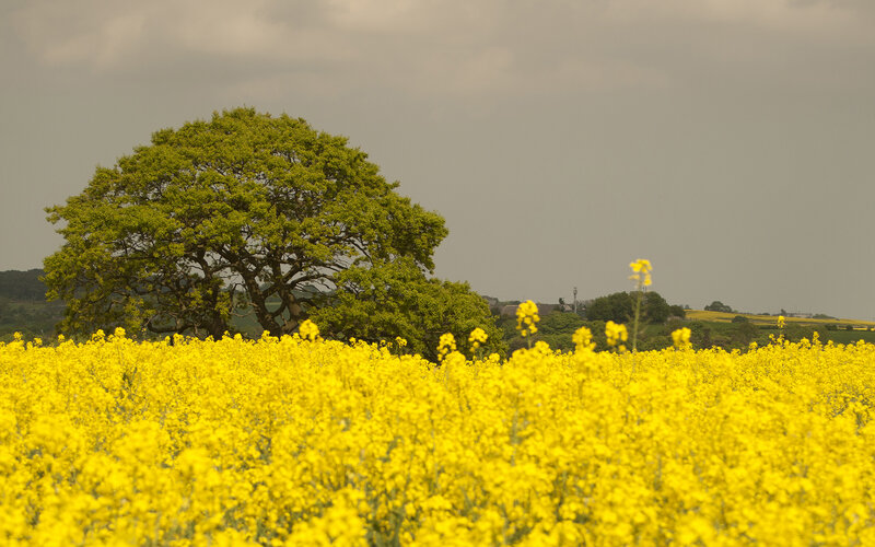 Yellow Flower Field — Serene, Spring, Photograph, Tree