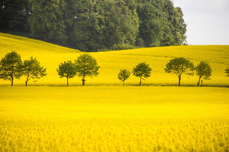 Yellow Flower Field — Serene, Spring, Photograph, Trees, Hills, Forest