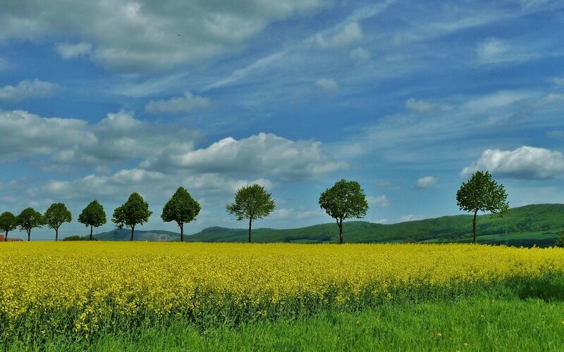 Yellow Flower Field — Serene, Spring, Photograph, Trees, Hills