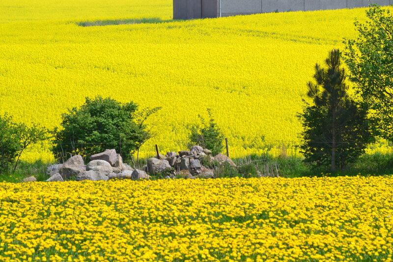 Yellow Flower Field — Serene, Spring, Photograph, Trees, Rocks