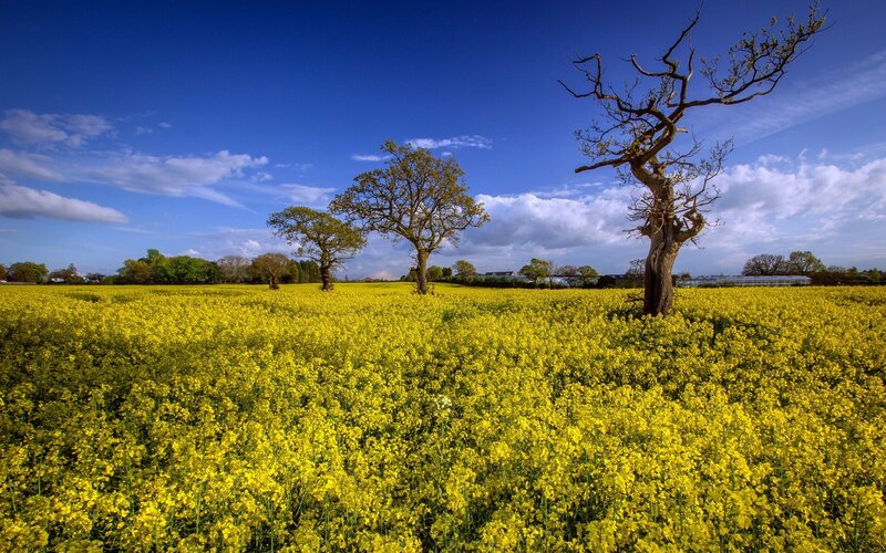 Yellow Flower Field — Serene, Spring, Photograph, Trees, Sky, Clouds, Blue
