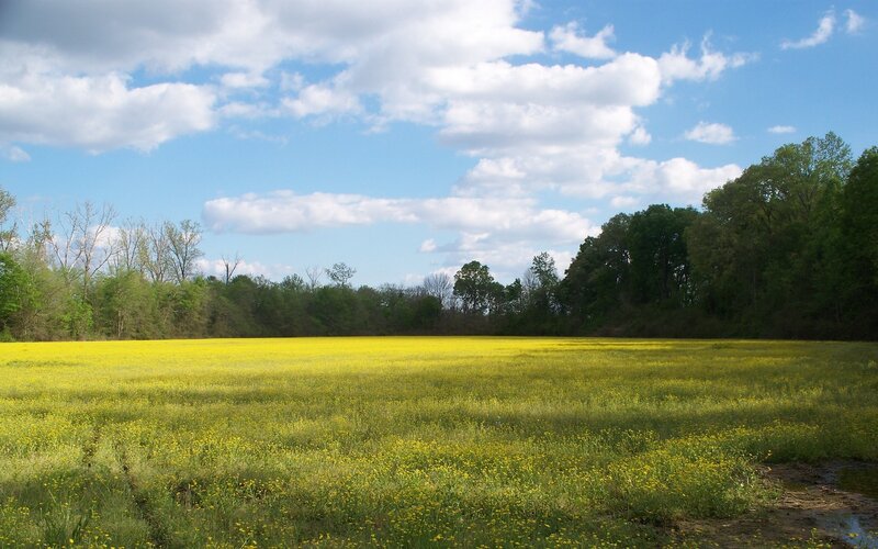 Yellow Flower Field — Serene, Spring, Photograph, Trees