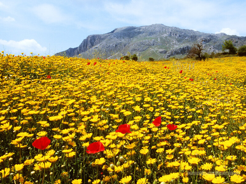 Yellow Flower Field — Serene, Spring