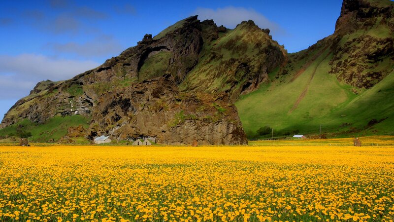 Yellow Flower Field — Serene, Summer, Photograph, Mountain, Buildings