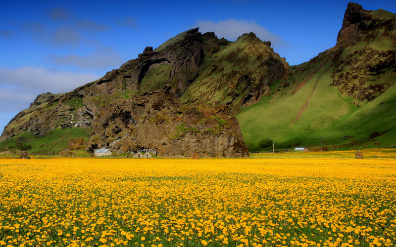 Yellow Flower Field — Serene, Summer, Photograph, Mountain