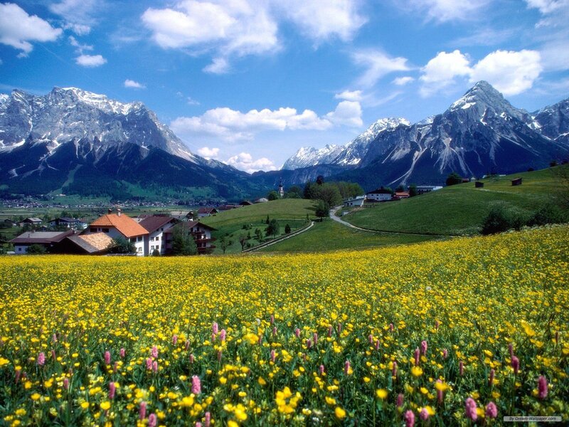 Yellow Flower Field — Serene, Summer, Photograph, Mountains