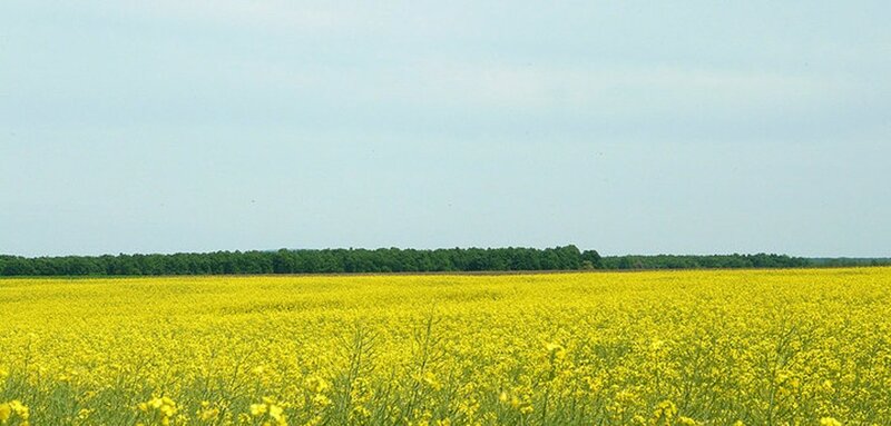 Yellow Flower Field — Serene, Summer, Photograph