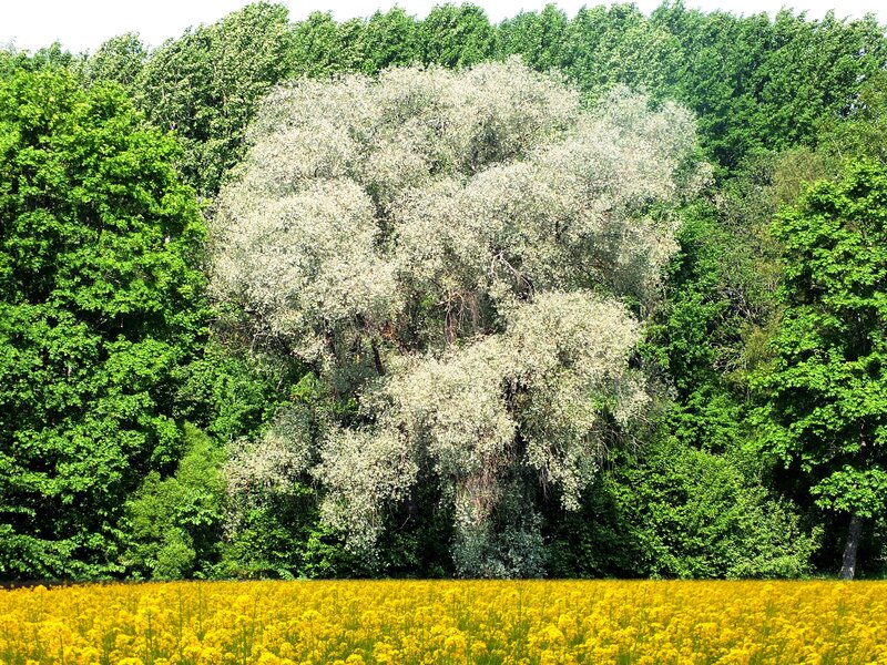 Yellow Flower Field — Serene, Summer, Photograph, Trees, Forest