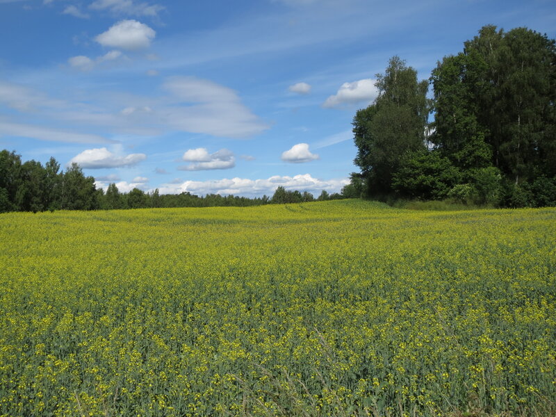 Yellow Flower Field — Serene, Summer, Photograph, Trees, Sky