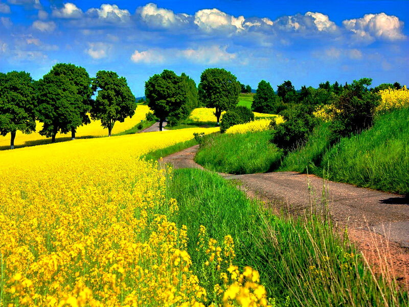 Yellow Flower Field — Serene, Summer, Photograph, Trees