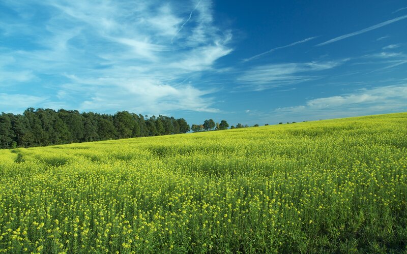Yellow Flower Field — Serene, Summer