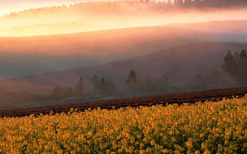 Yellow Flower Field — Serene, Sunrise