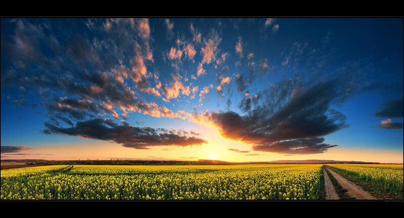 Yellow Flower Field — Serene, Sunset, Photograph, Clouds