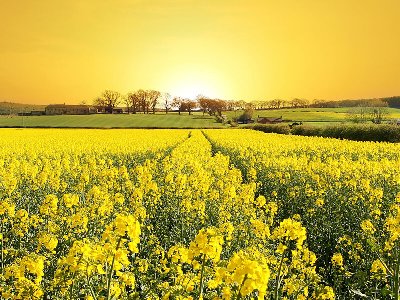 Yellow Flower Field — Serene, Sunset, Photograph, Farm Buildings