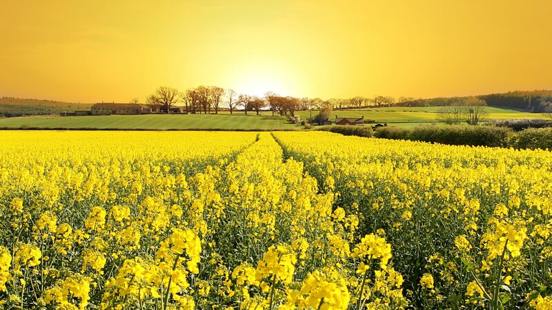Yellow Flower Field — Serene, Sunset, Photograph, Farmhouse