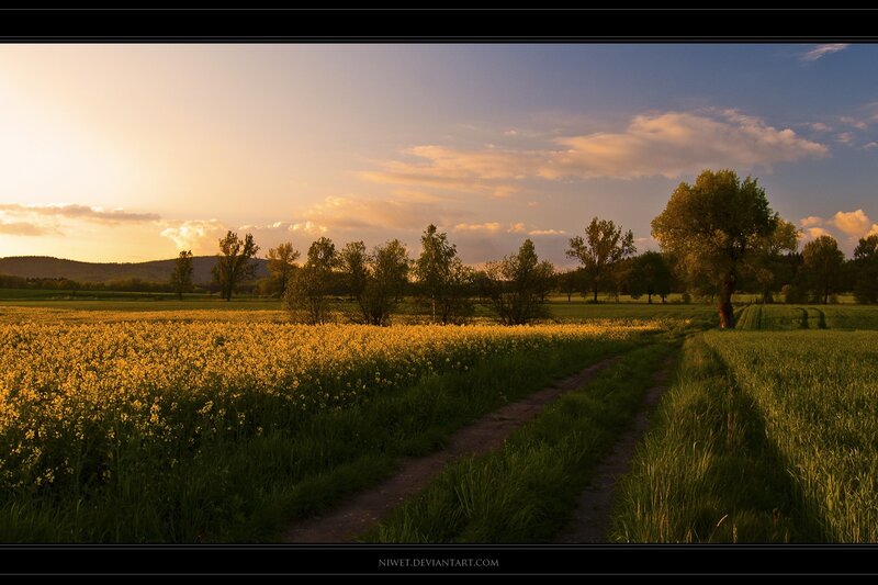 Yellow Flower Field — Serene, Sunset, Photograph, Path, Trees