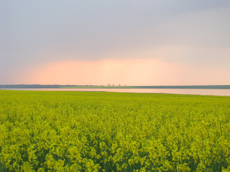 Yellow Flower Field — Serene, Sunset, Photograph, River