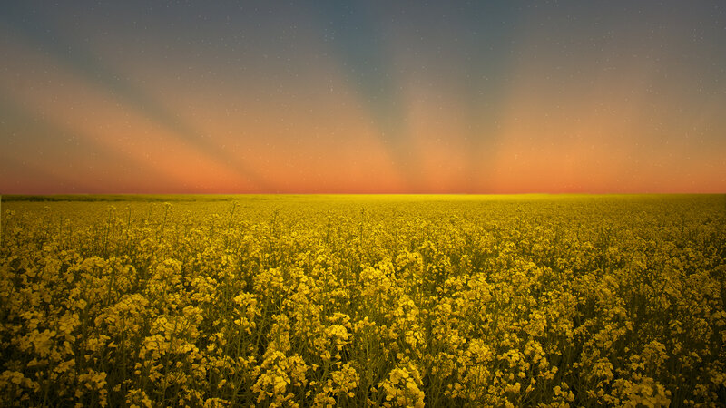 Yellow Flower Field — Serene, Sunset, Photograph, Sky