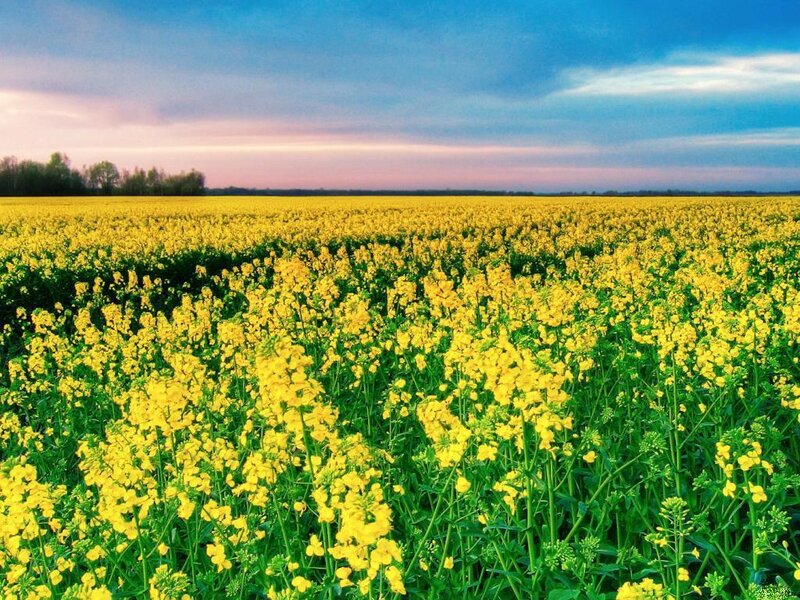 Yellow Flower Field — Serene, Sunset, Photograph, Sky, Trees