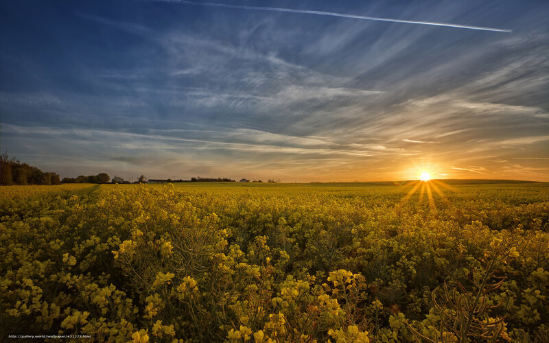 Yellow Flower Field — Serene, Sunset, Photograph, Sun, Sky, Clouds, Trees