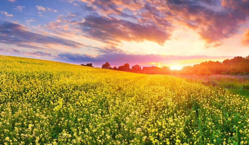 Yellow Flower Field — Serene, Sunset, Photograph, Sun