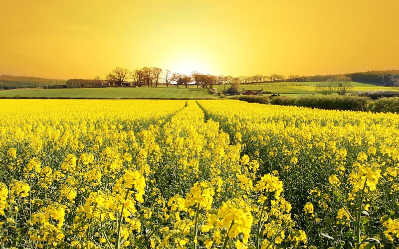 Yellow Flower Field — Serene, Sunset, Photograph, Sun, Trees