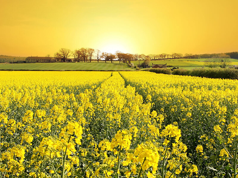 Yellow Flower Field — Serene, Sunset, Photograph