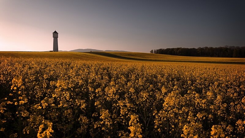 Yellow Flower Field — Serene, Sunset, Photograph, Tower