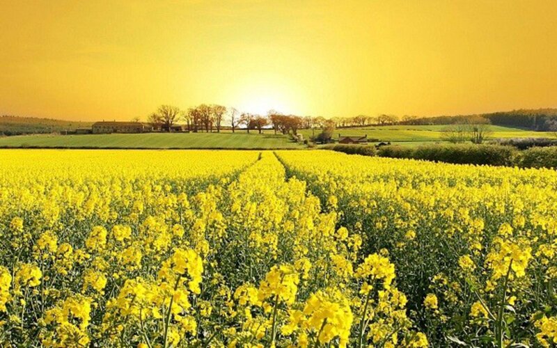 Yellow Flower Field — Serene, Sunset, Photograph, Trees, Building