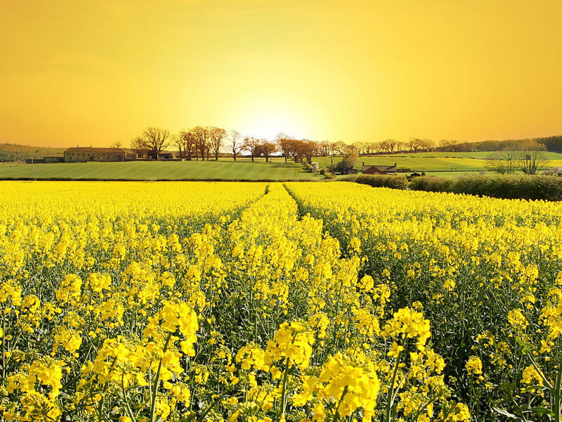 Yellow Flower Field — Serene, Sunset, Photograph, Trees