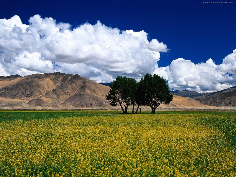 Yellow Flower Field — Serene