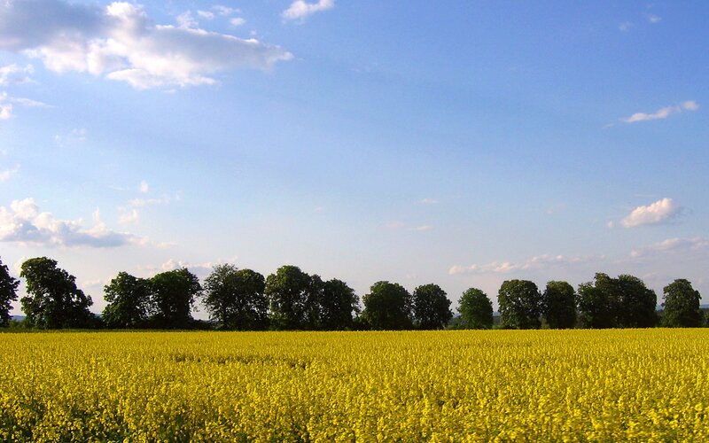 Yellow Flower Field — Trees