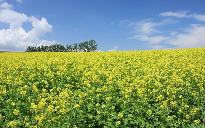Yellow flower field under blue sky