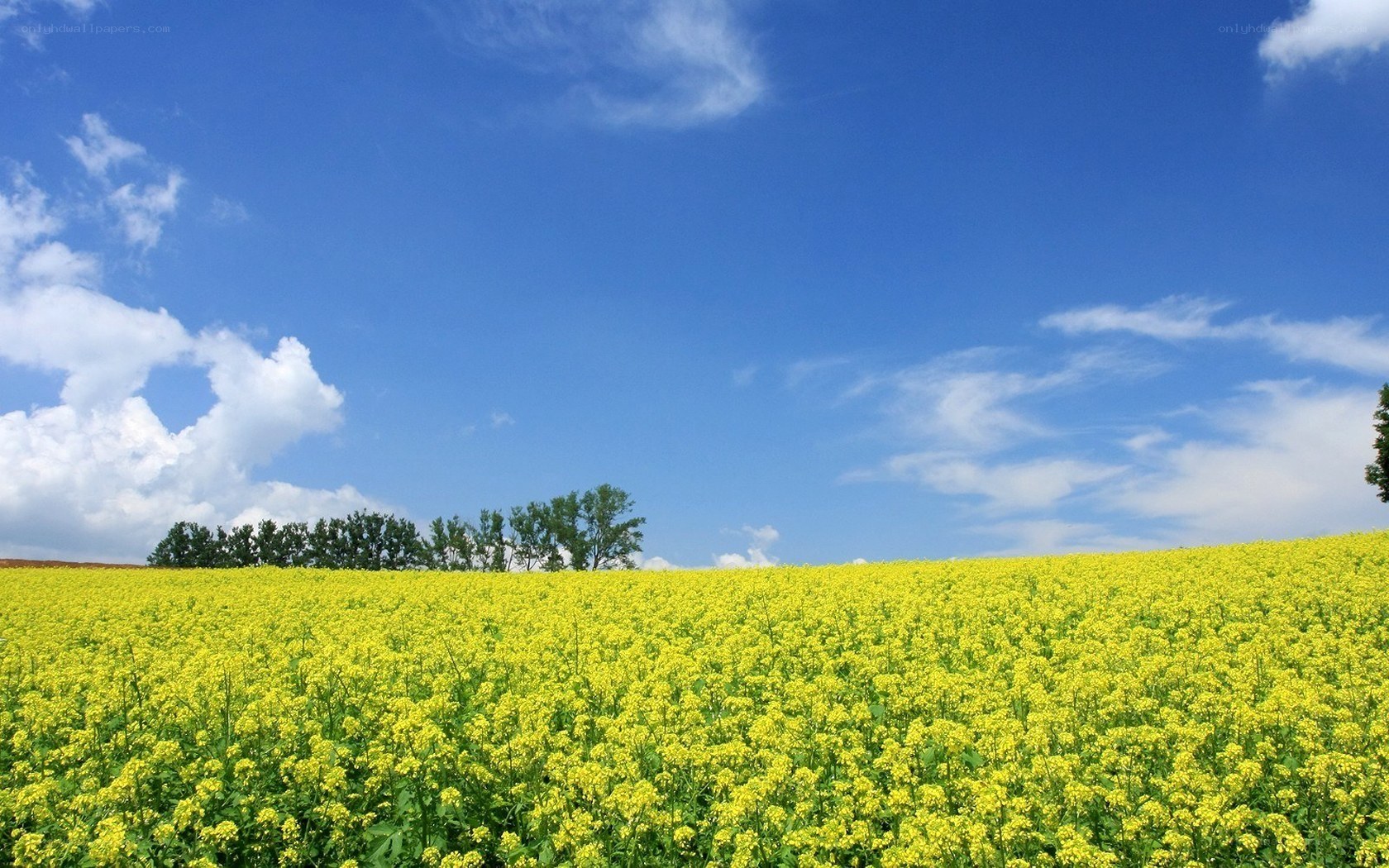 Yellow flower field under blue sky