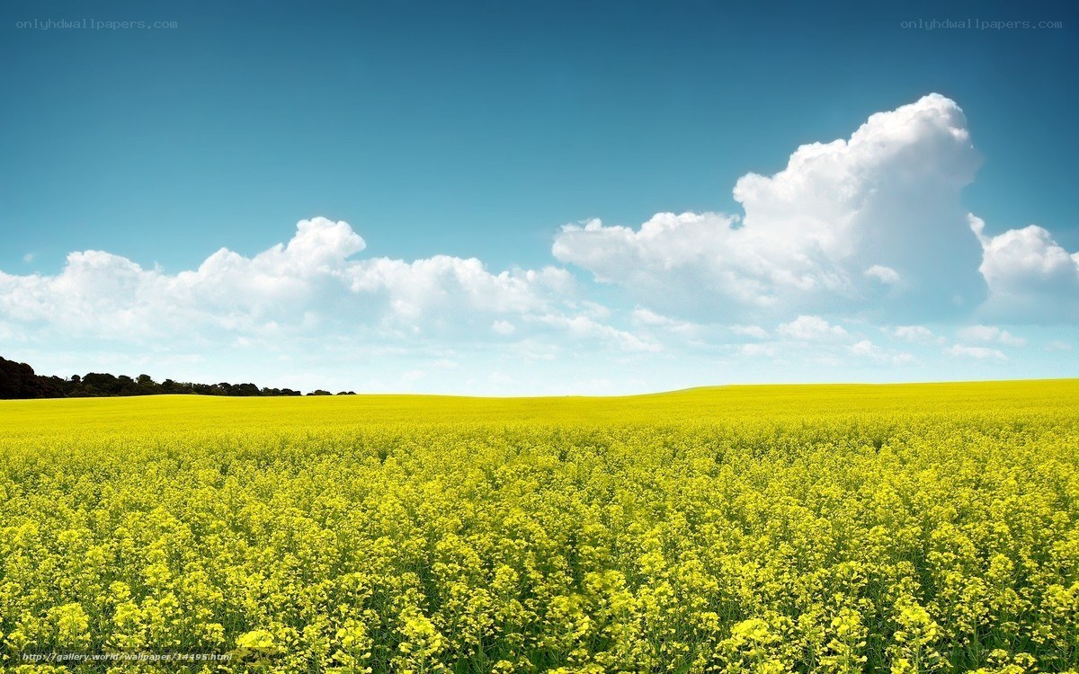 Yellow flower field under blue sky