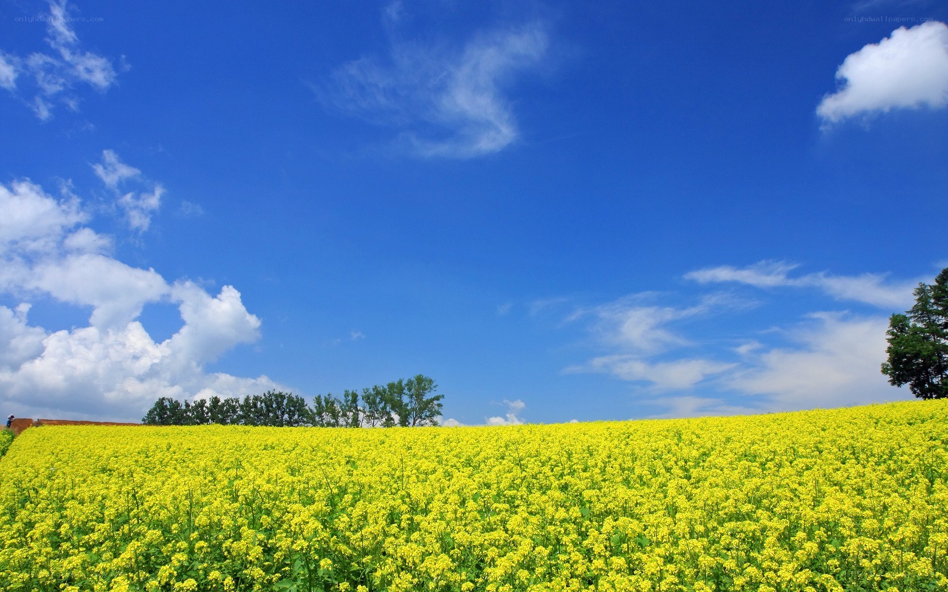 Yellow flower field under blue sky