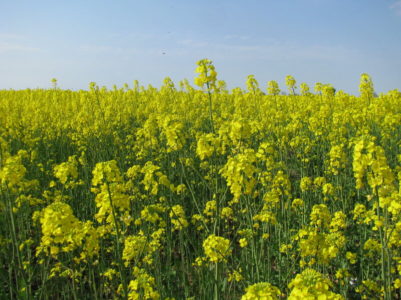 Yellow flower field under blue sky