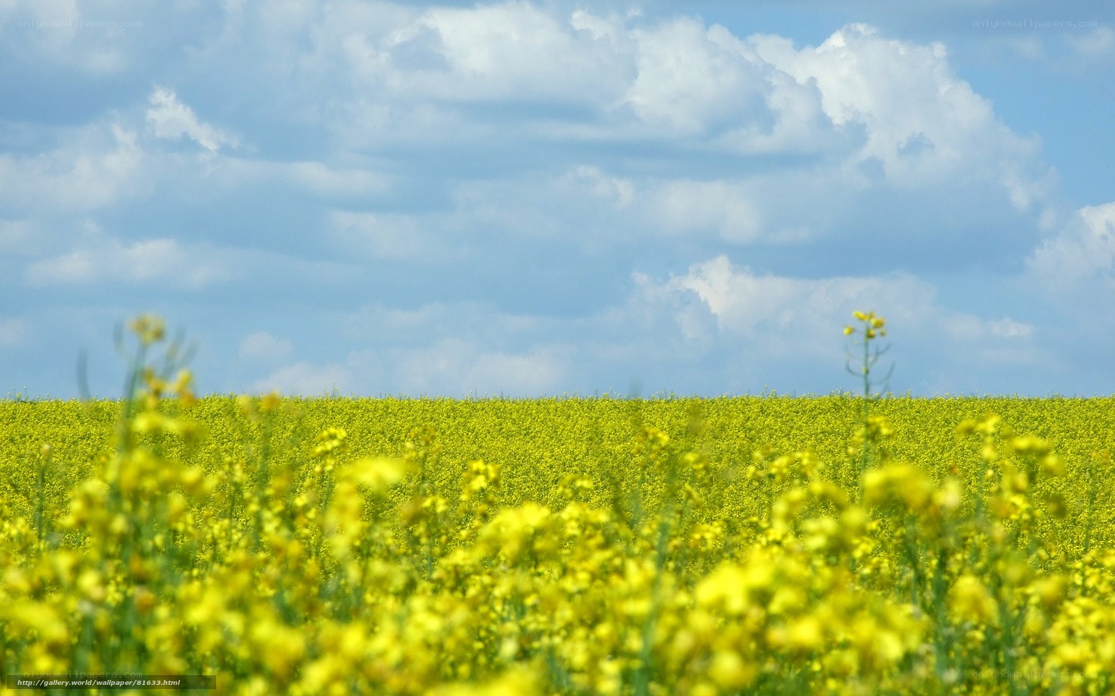 Yellow flower field under blue sky