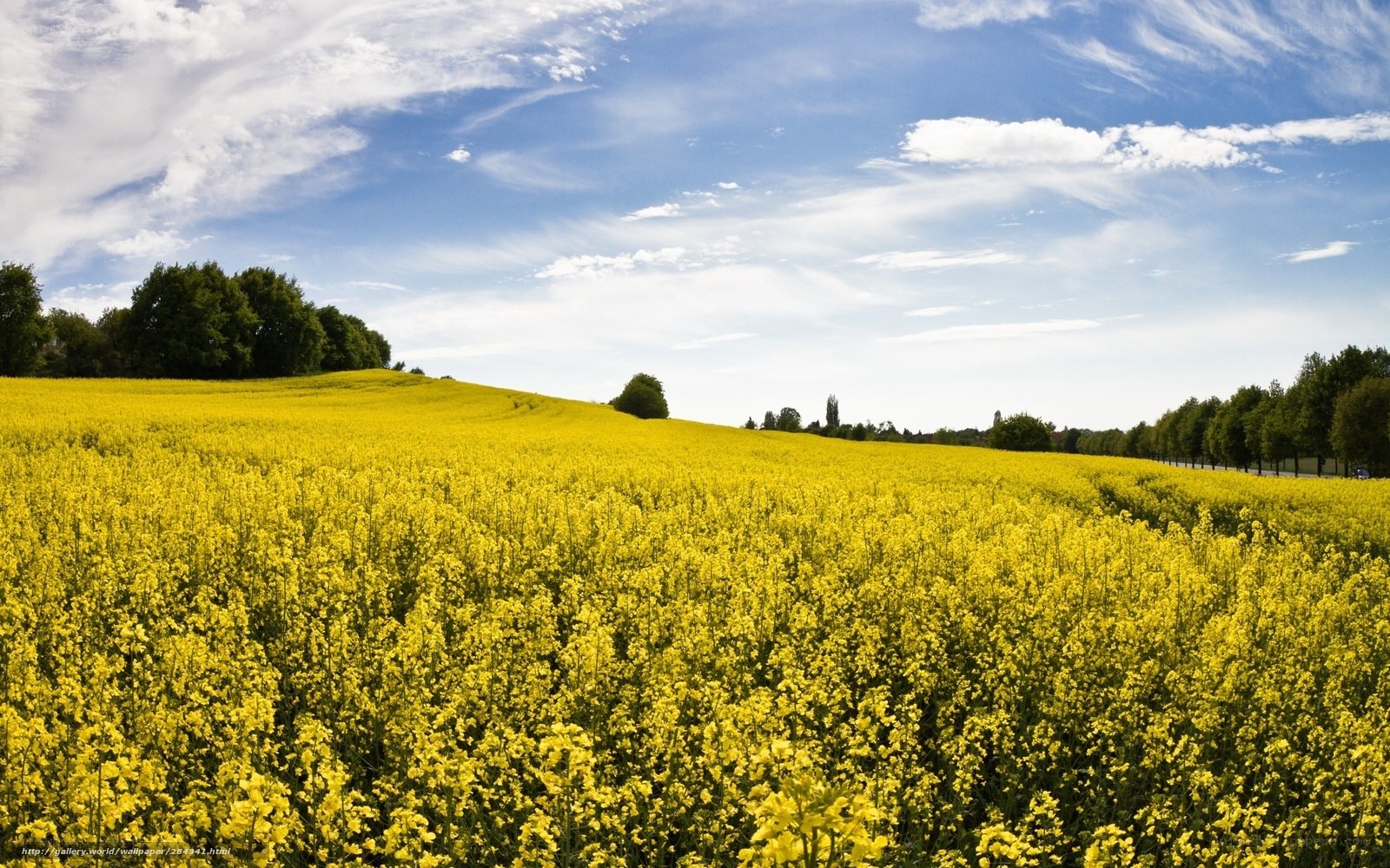 Yellow flower field under blue sky