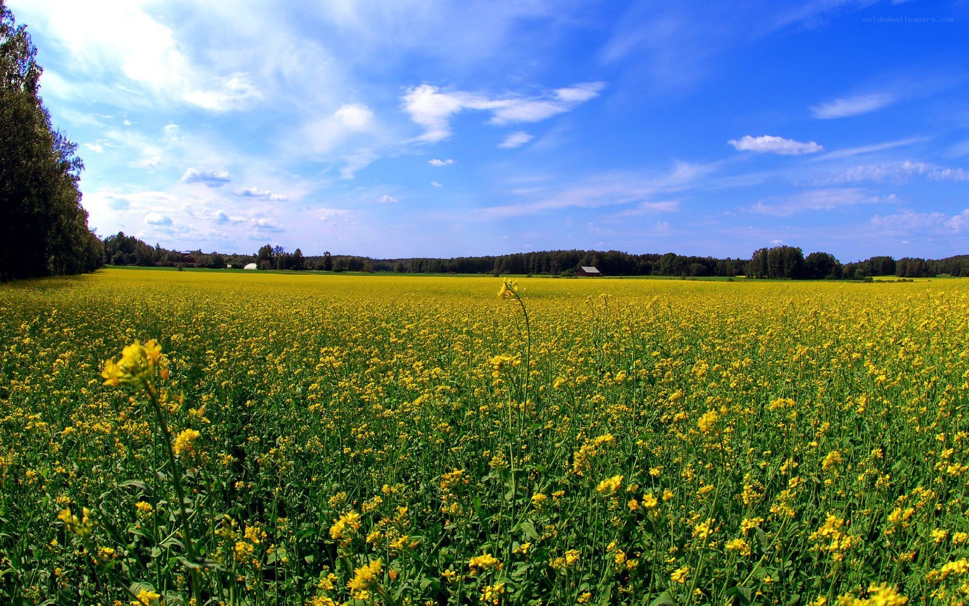 Yellow flower field under blue sky